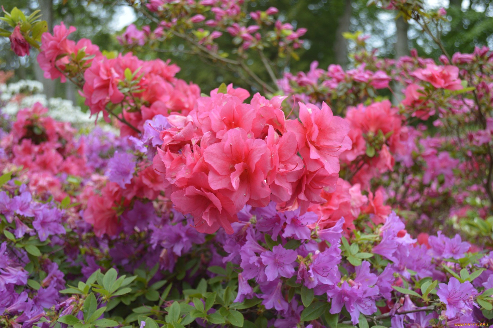 Азалия/рододендрон (Rhododendron Gomer Waterer c4)