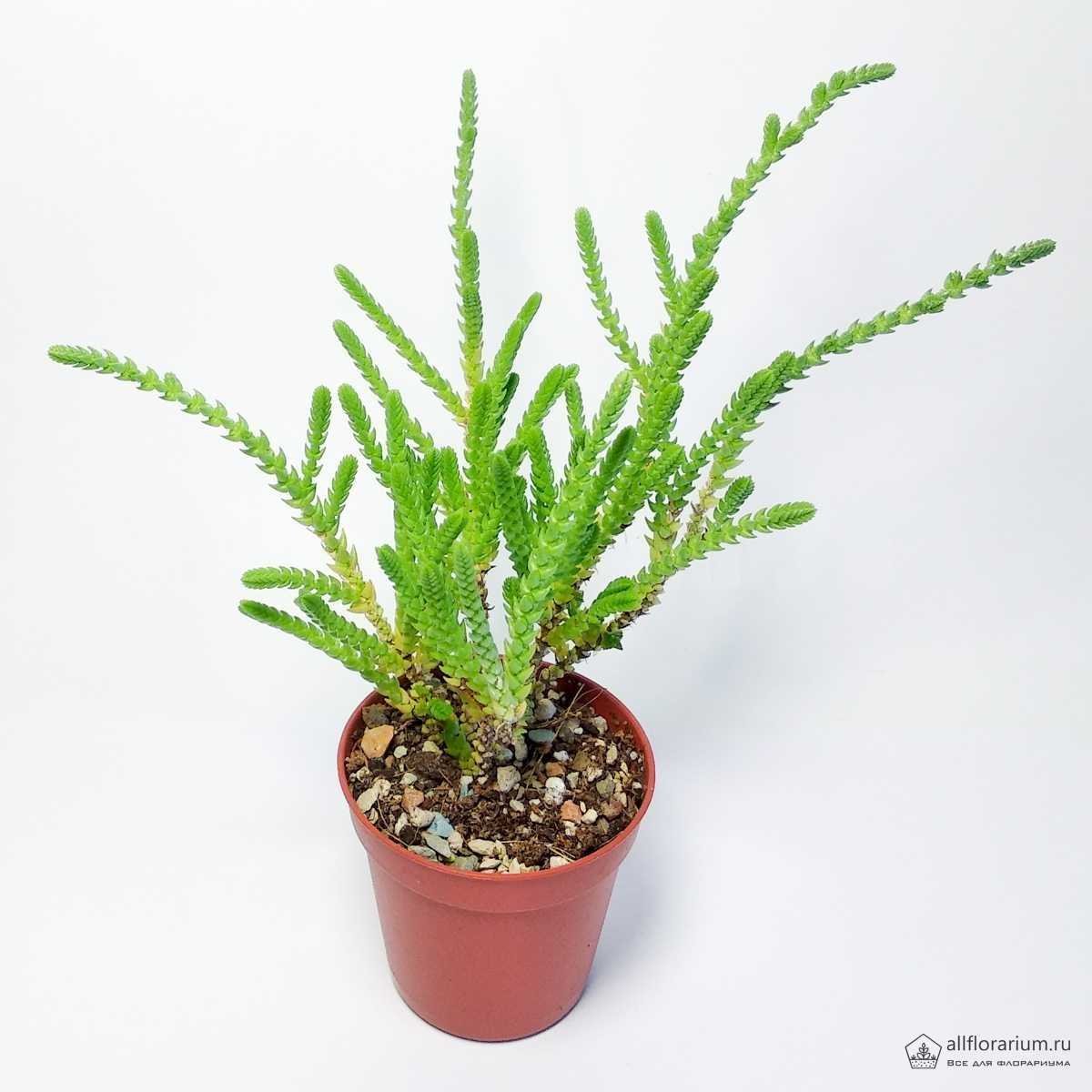 Крассула ложноплауновидная Crassula pseudolycopodioides. Крассула плауновидная и ложноплауновидная (c. muscosa). Ложноплауновидная Крассула приметы и суеверия.