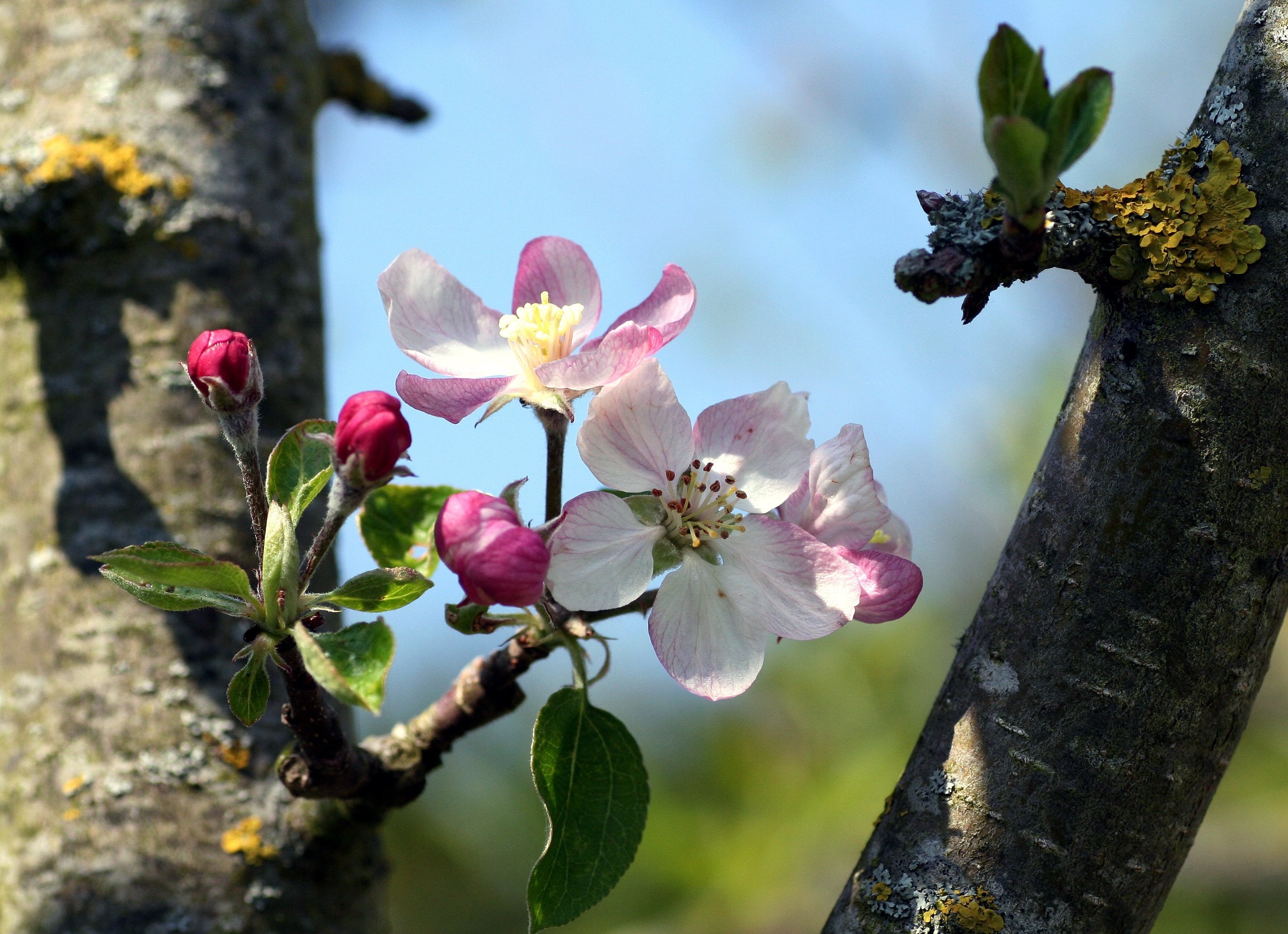 Весенние цветы на деревьях