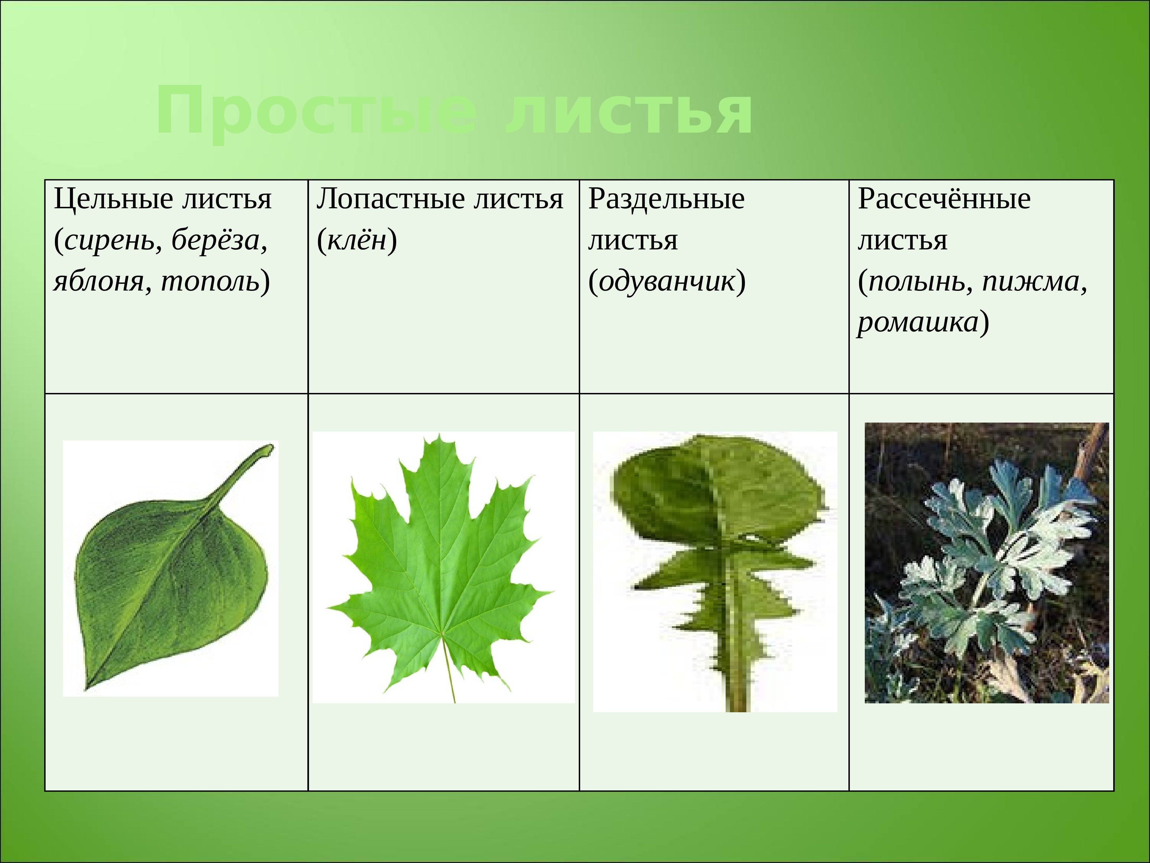 Какое жилкование характерно для изображенных на фотографии листьев учи ру