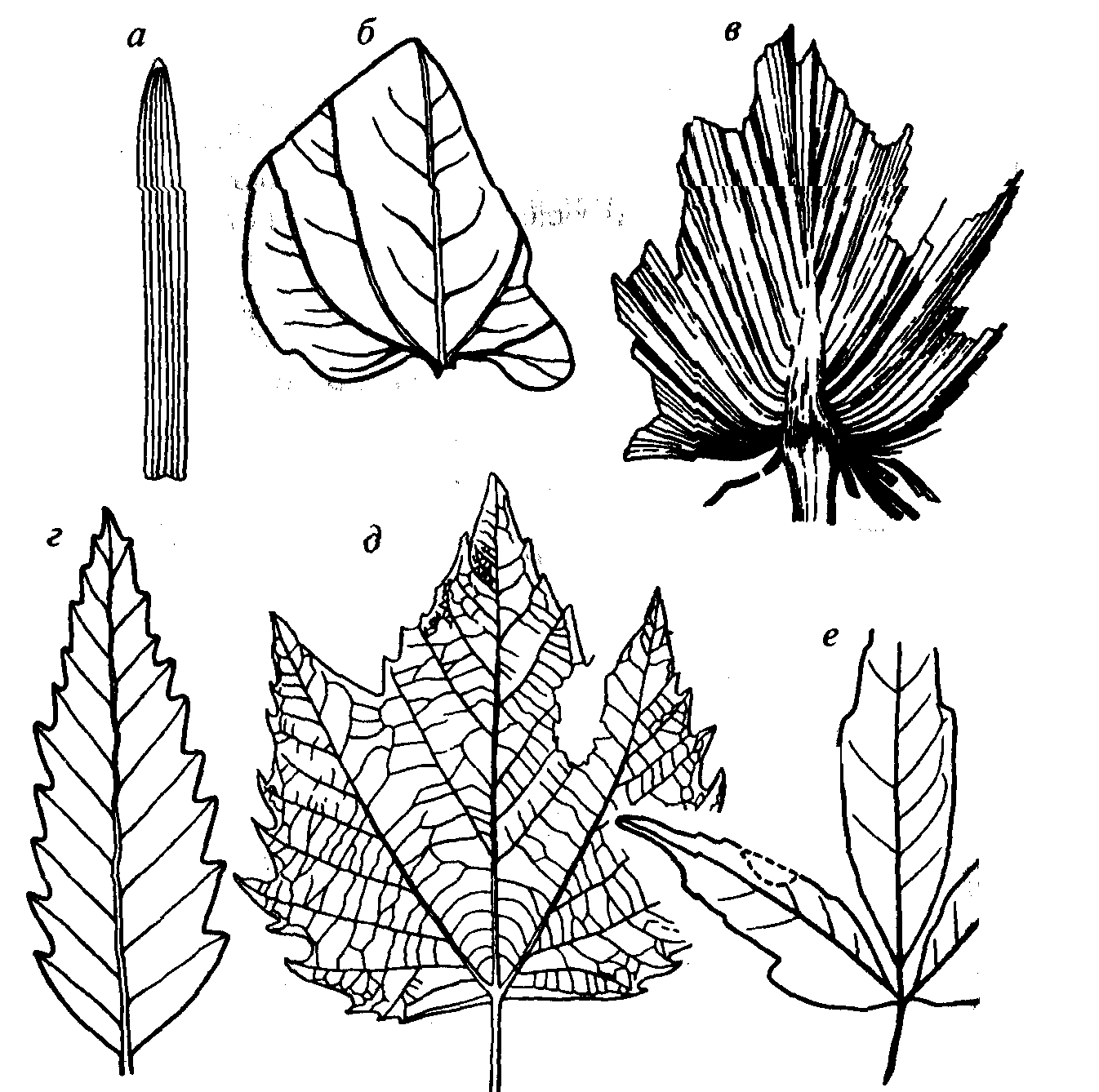 Виды листьев рисунок. Клен сетчатое жилкование. Тип жилкования листа клена. Клен остролистный жилкование. Двудольные жилкование листа.
