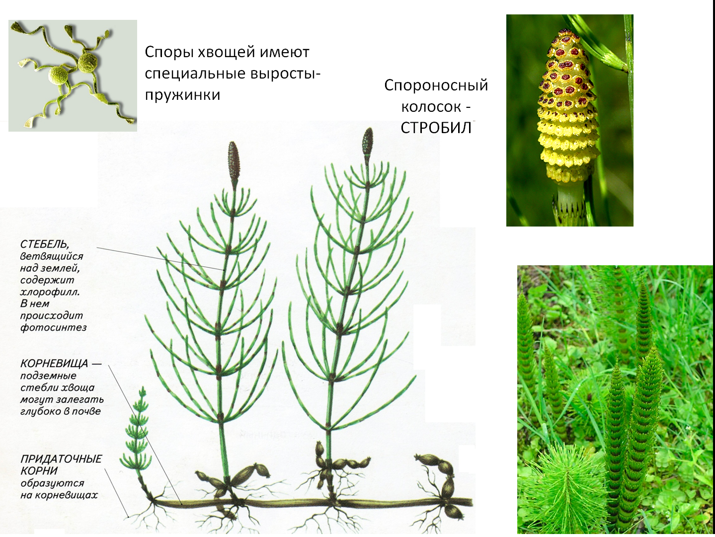 Спороносные колоски у папоротника. Строение летнего побега хвоща. Стробил хвоща. Хвощ полевой вений побег. Весенний побег хвоща полевого.