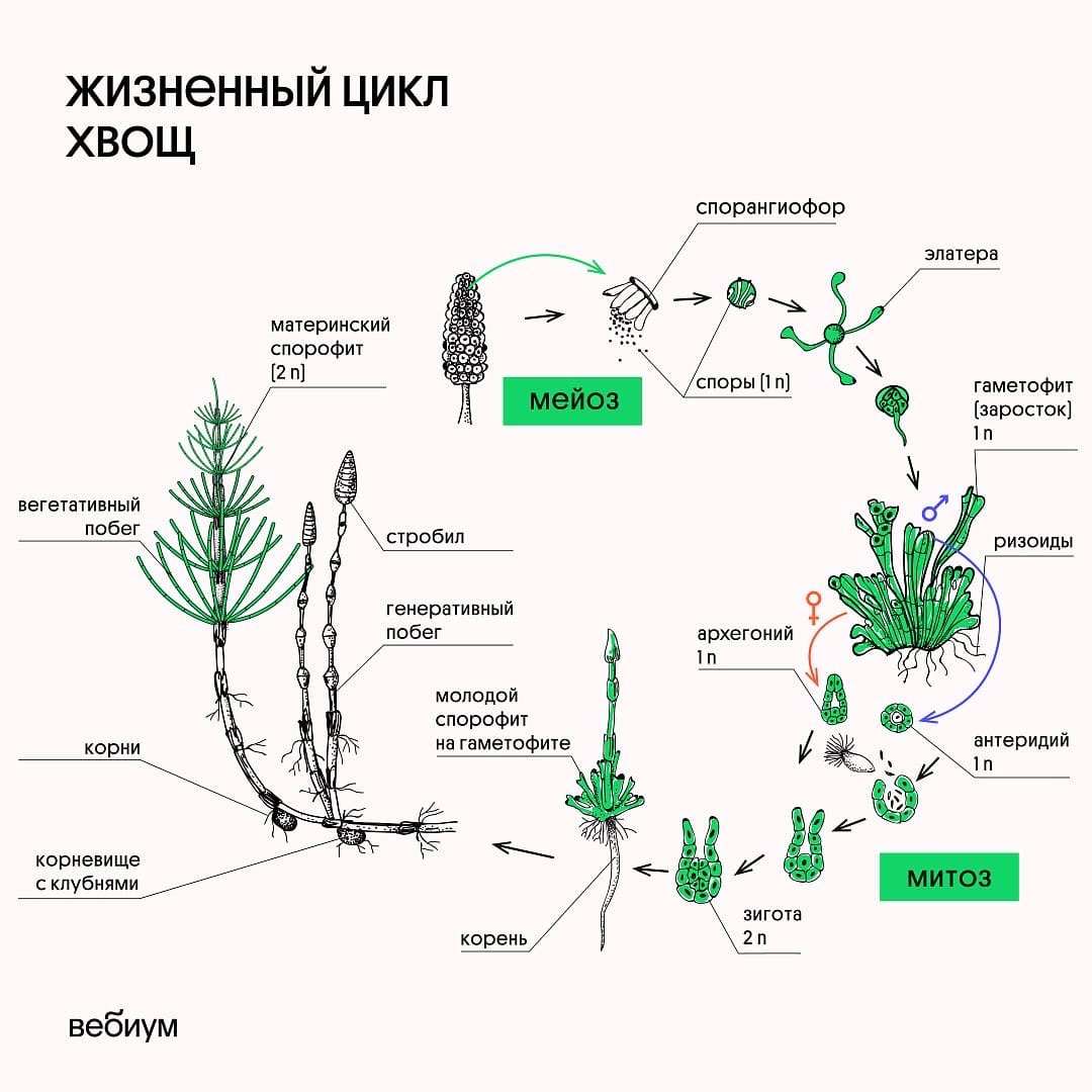 Жизненный цикл плауновидных растений