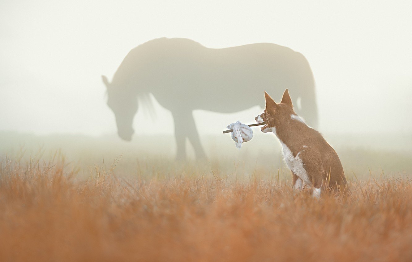 Человек и собака в тумане