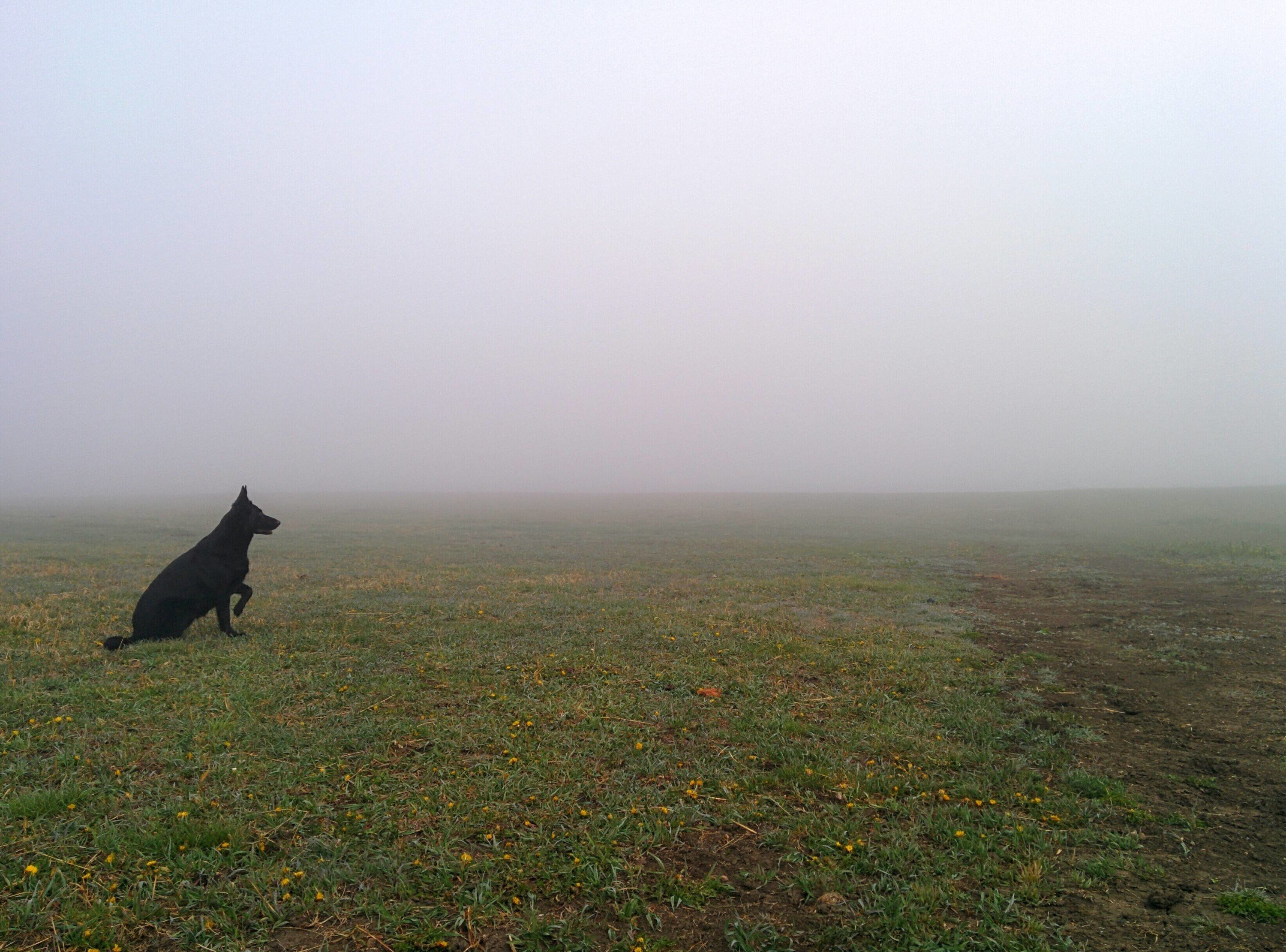 Пес туман