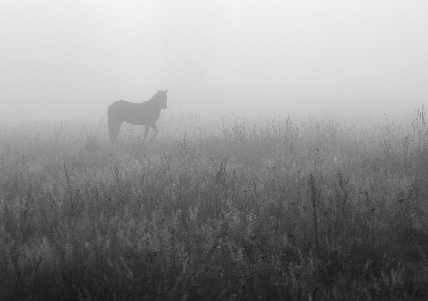 Будете видеть в тумане. Лошадь в тумане. Белая лошадь в тумане. Одинокая лошадь. Лошадь вдалеке в тумане.