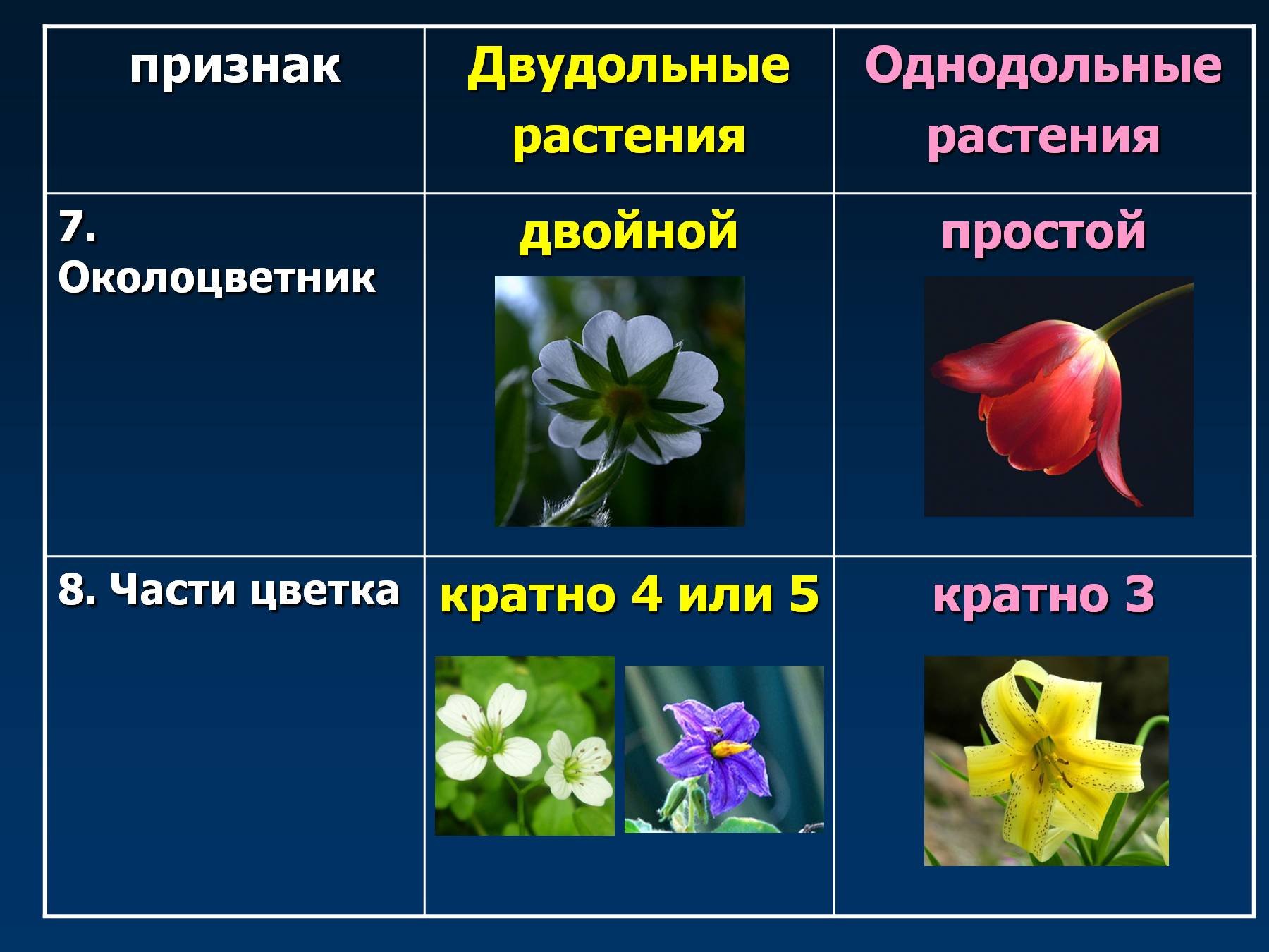 Урок покрытосеменные