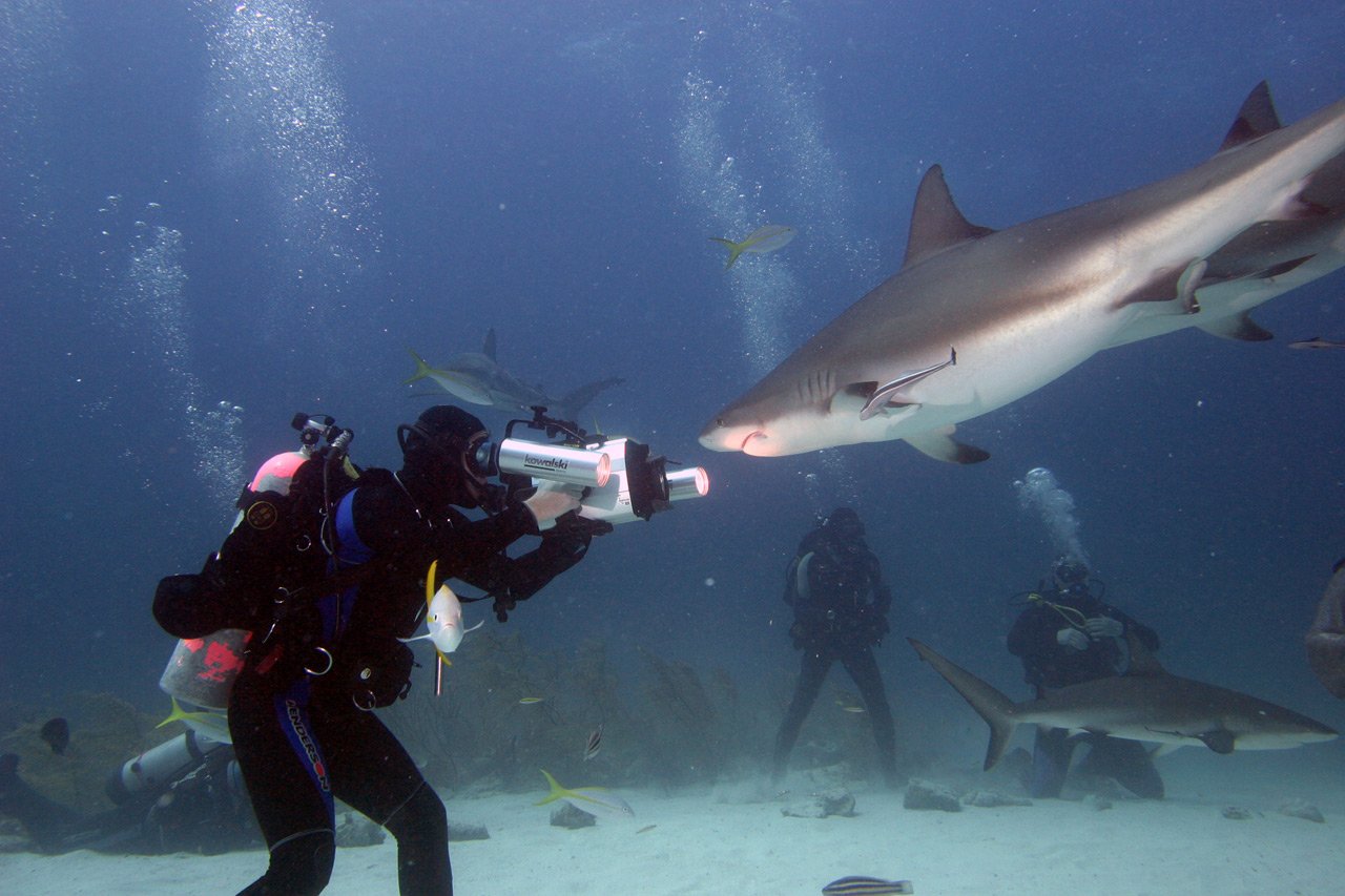 Нападение акулы на мальдивах