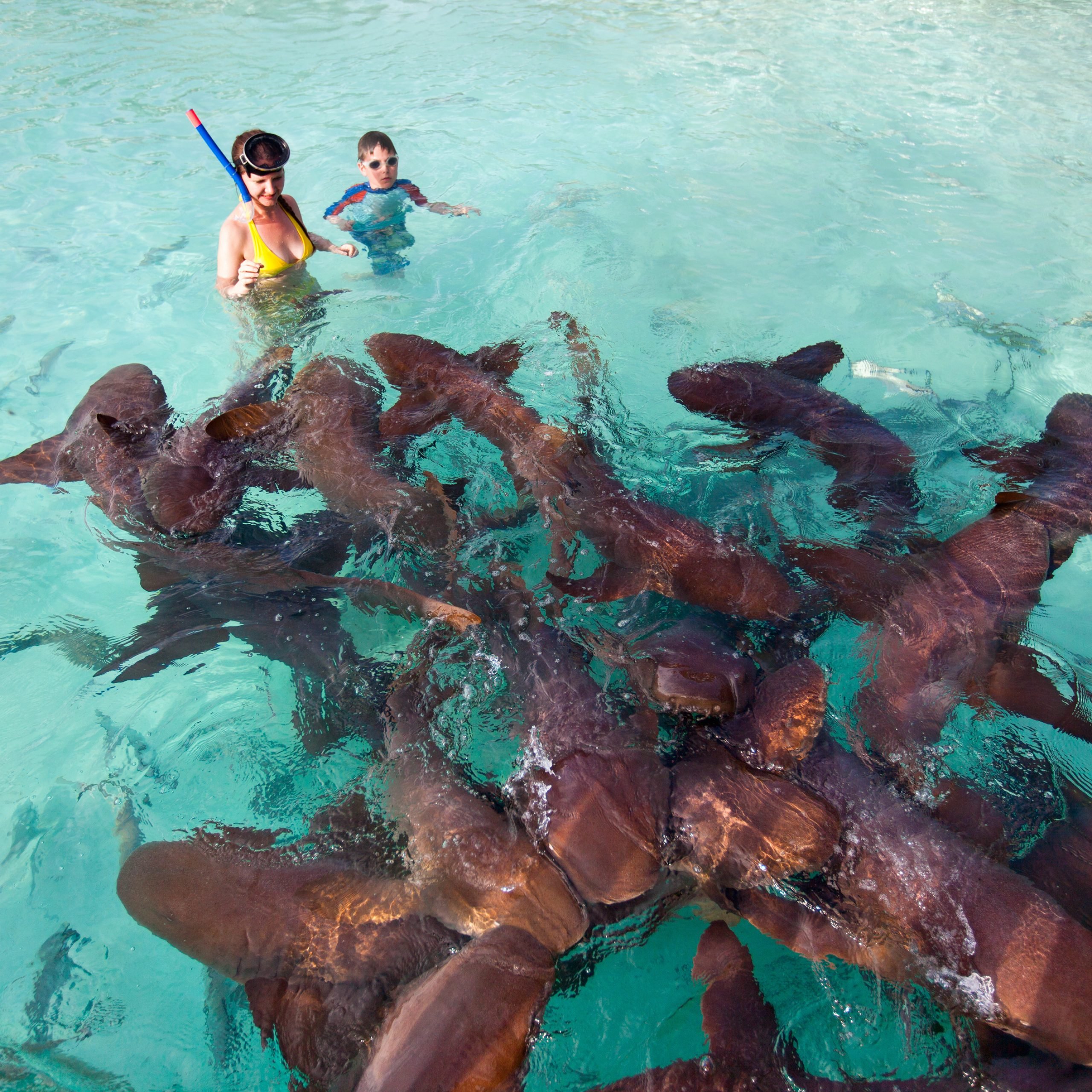 Нападение акулы на мальдивах. Каставей-Кей Багамские острова. Нападение акул на Мальдивах. Тенерифе акулы. Остров который кишит акулами.