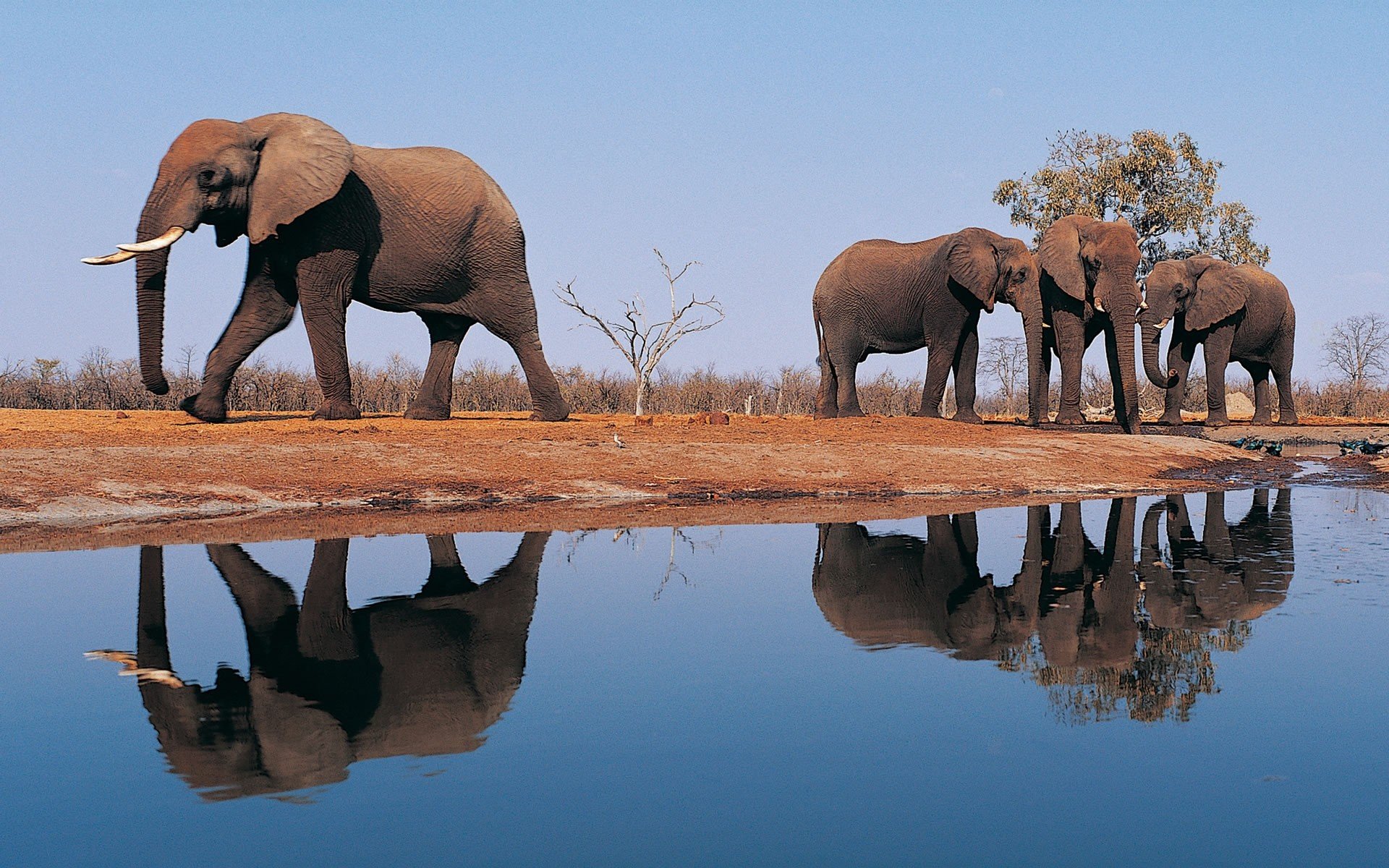 Вода про африку. Африканский саванный слон. Африканская Саванна водопой. Слоны в природе. Слоны на водопое.