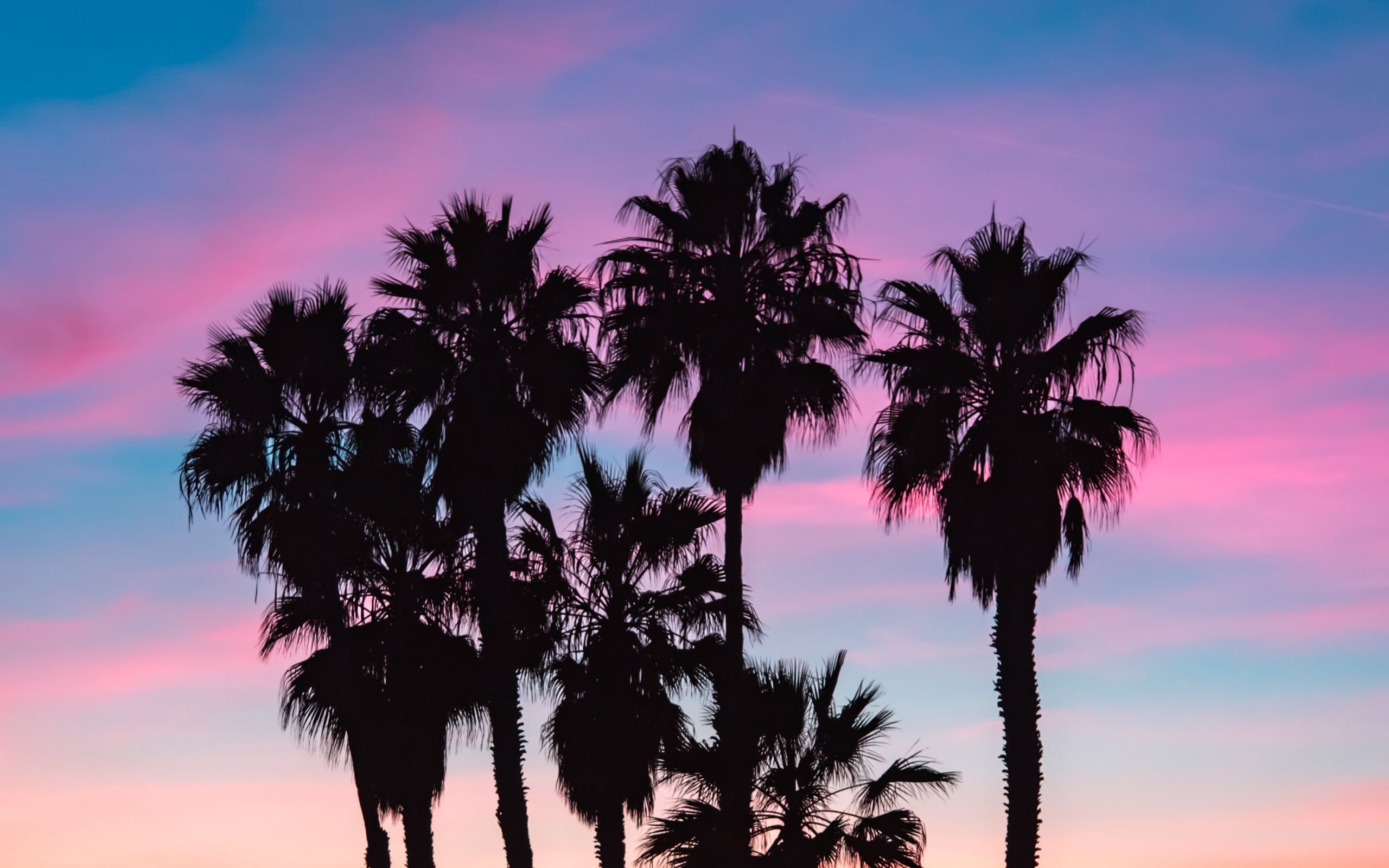 Лос Анджелес пальмы