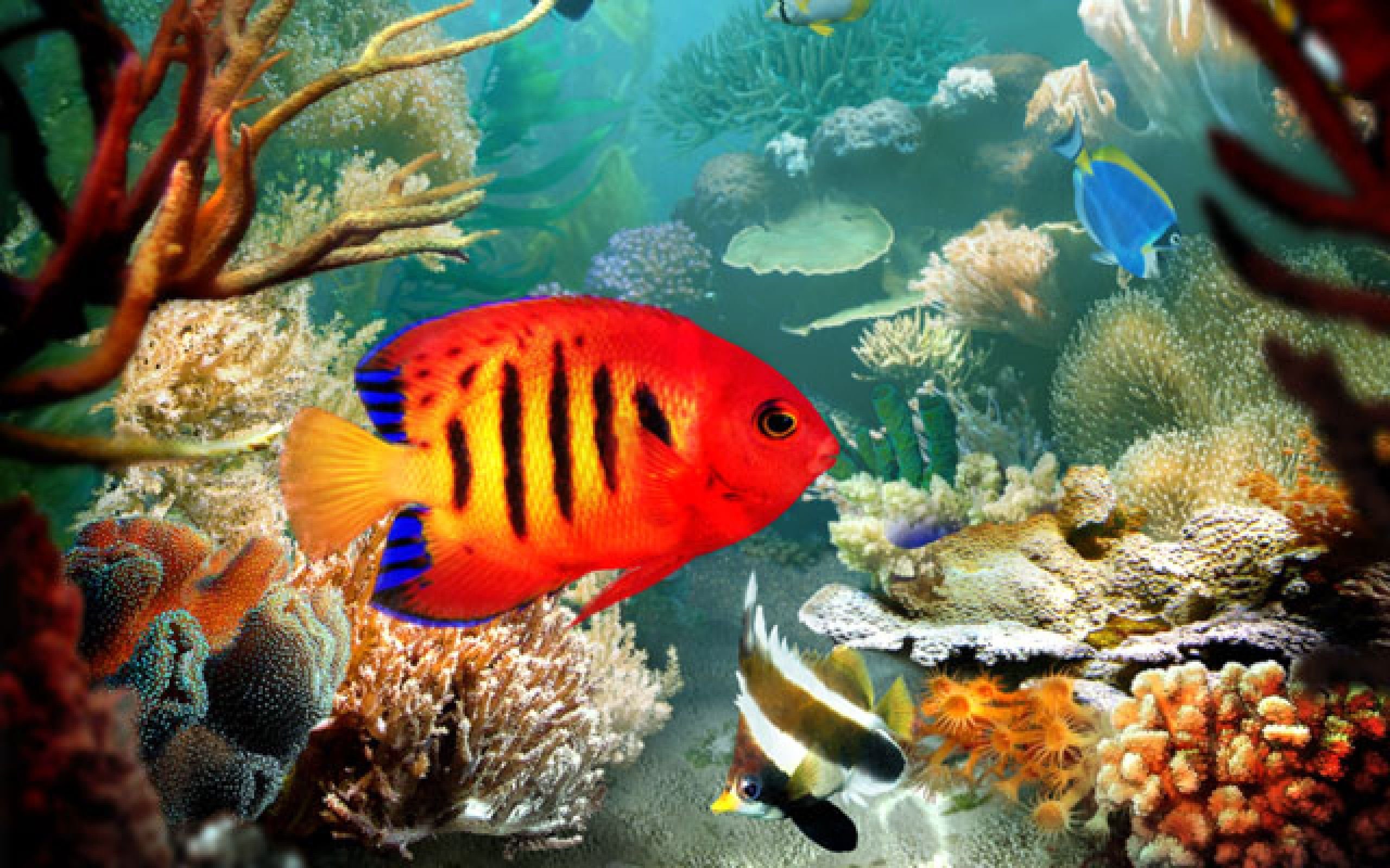 Рыбки аквариум обои. Рыбки. Морские рыбки. Тропические рыбы. Красивые рыбки.