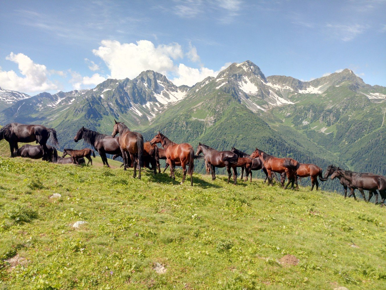 Пхия красная Поляна