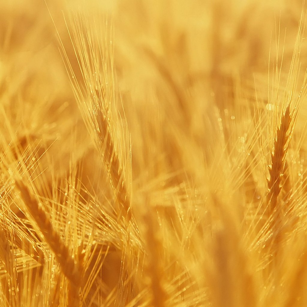 Пшеничный фон. Поле пшеницы. Цвет пшеницы. Пшеничный цвет фон.