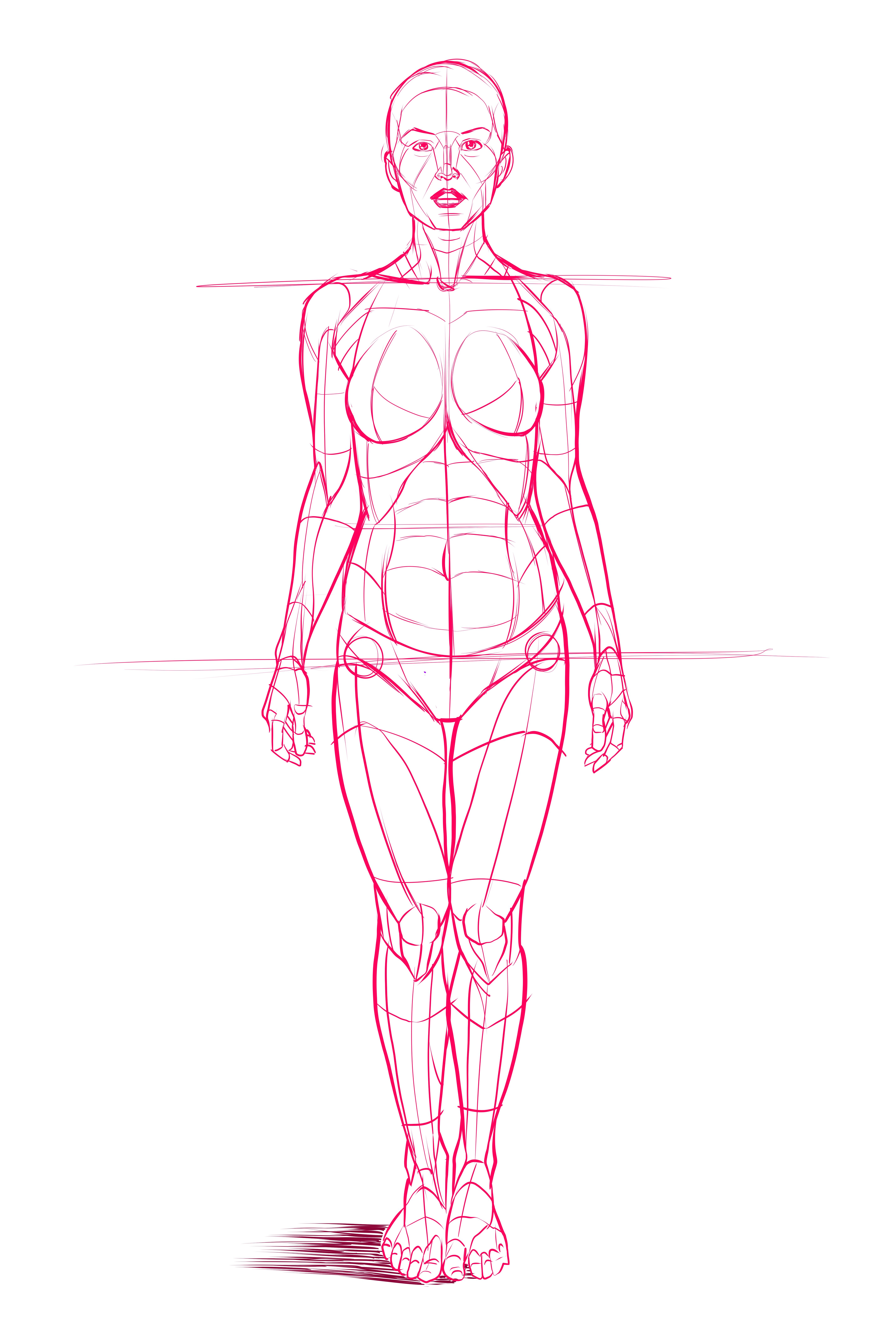Анатомия человека для рисования женщина