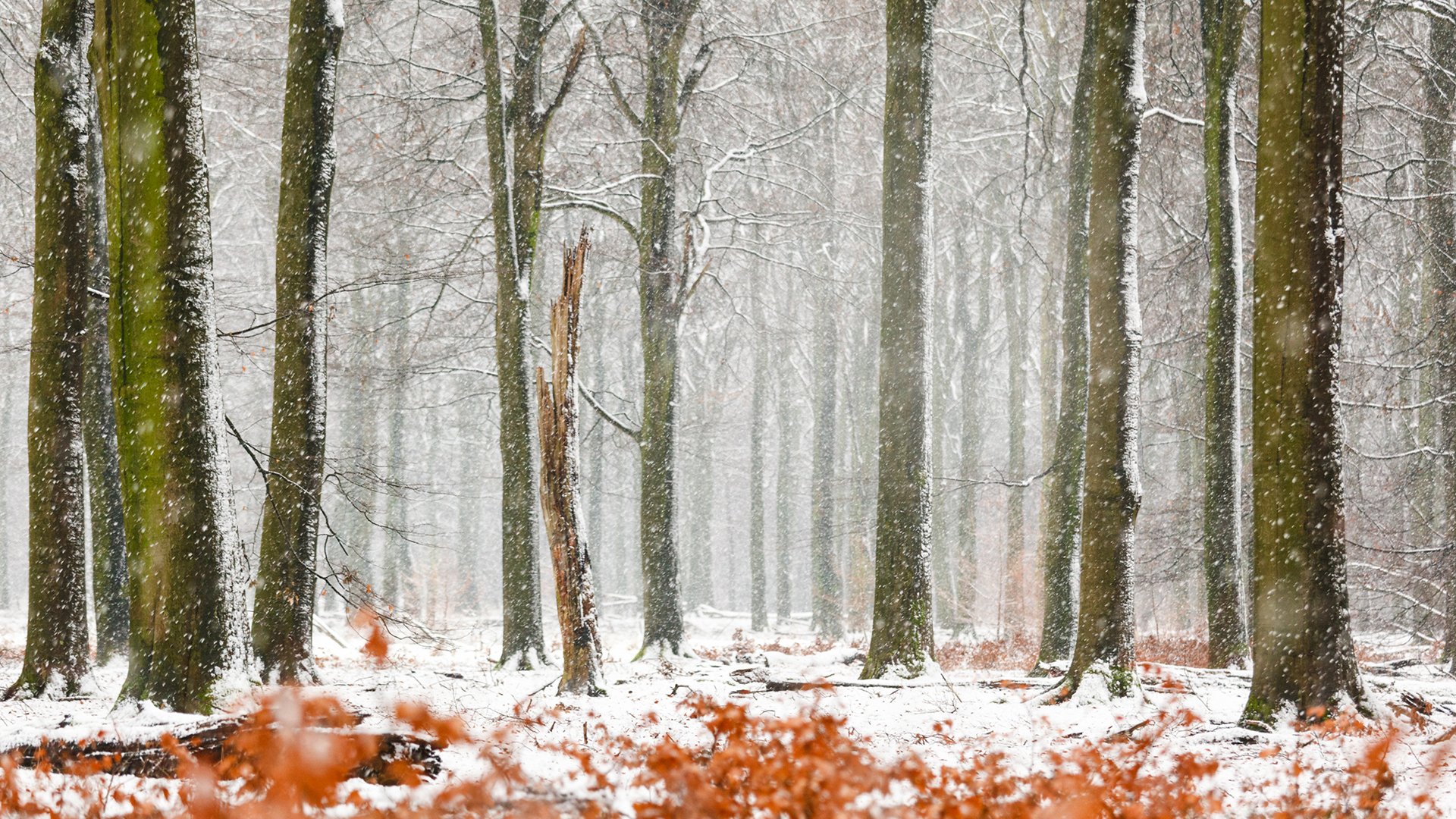 Вяземский снег. Первый снег. Первый снег в лесу. Поздний ноябрь лес снег. Картинки на рабочий стол осень зима.