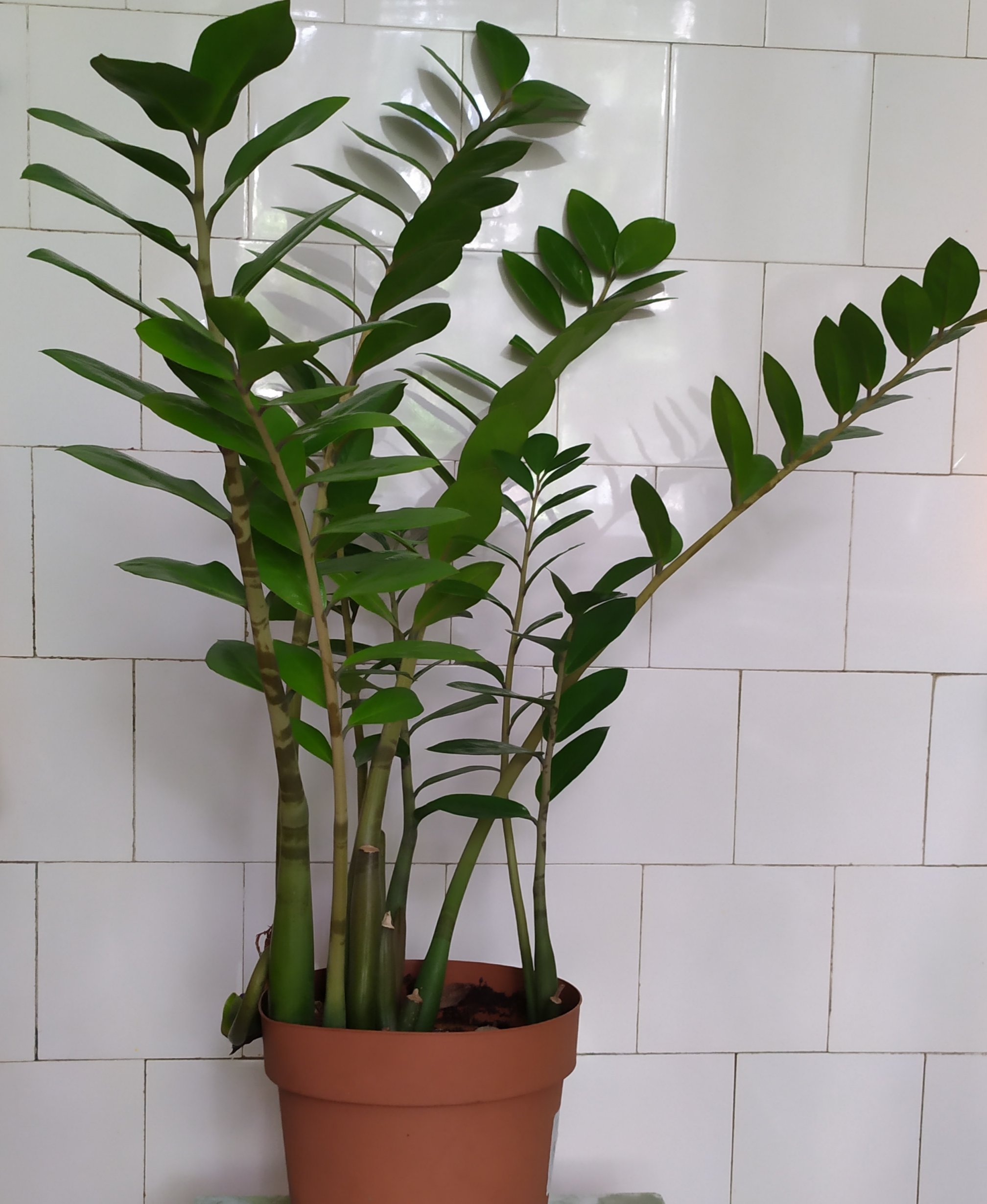 Zamioculcas Lucky Classic