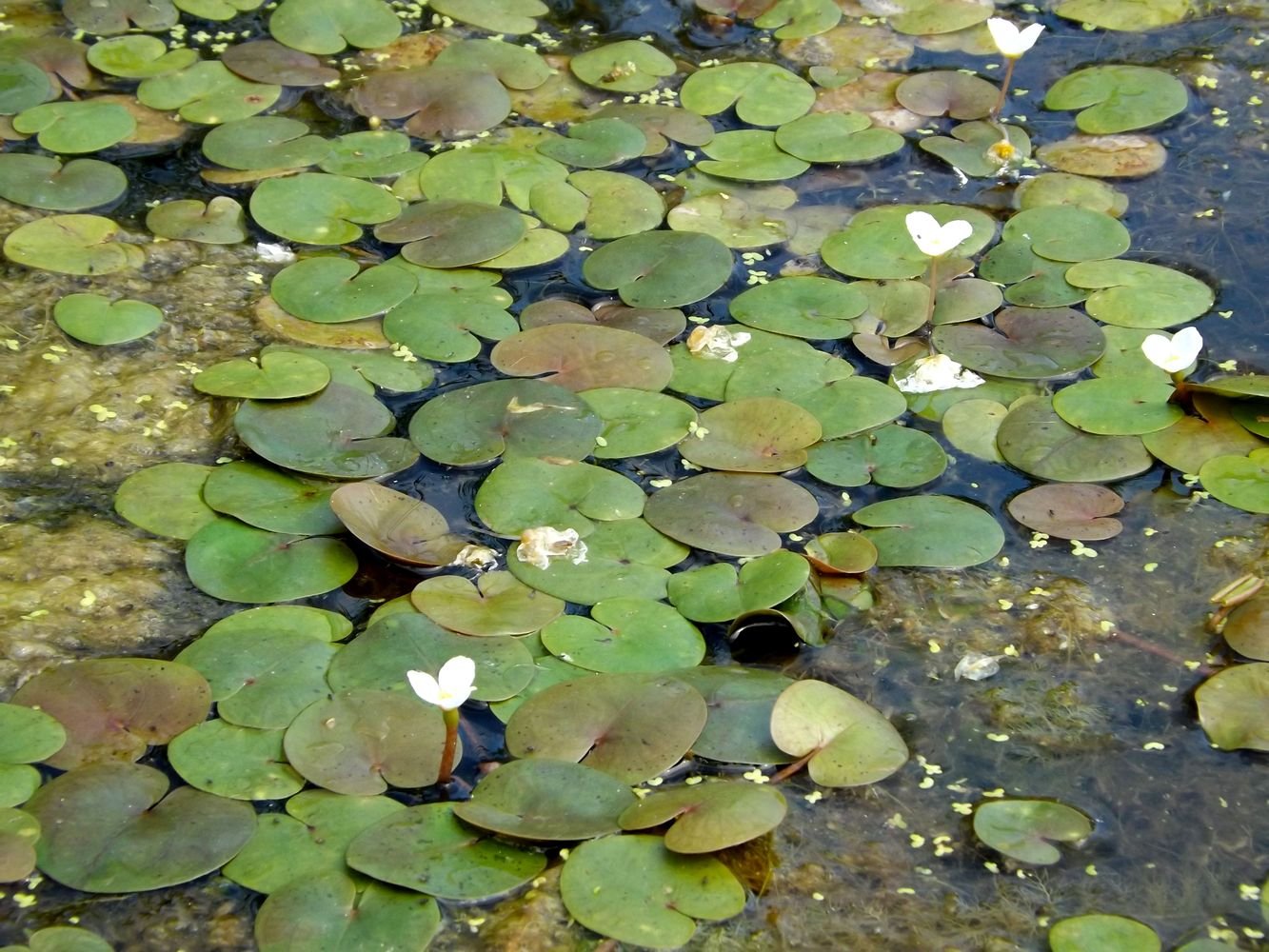 Водокрас Лягушачий Водокрасовые