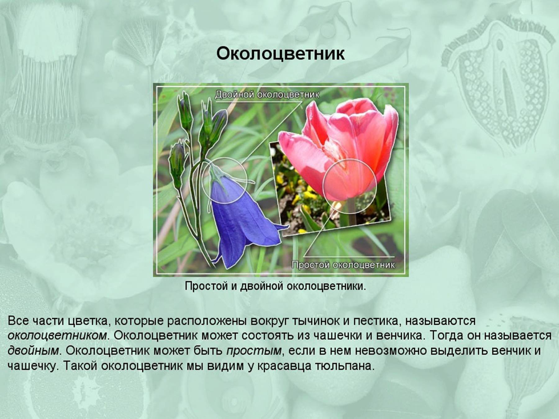 Какой околоцветник у растений. Околоцветник цветка состоит. Околоцветник тюльпана чашечка и венчик. Растения с двойным околоцветником. Двойной околоцветник состоит из.