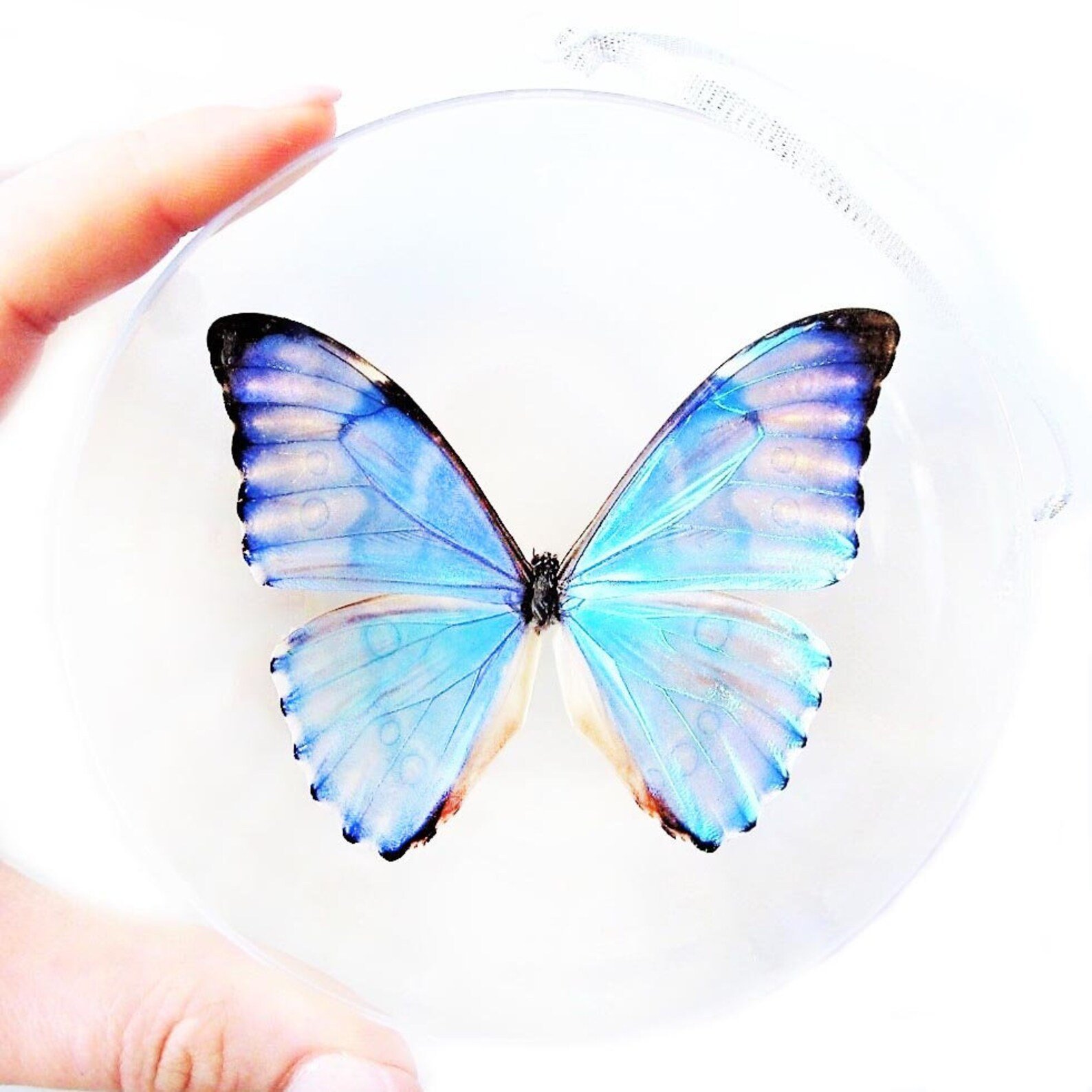 Электронные бабочки купить. Morpho godarti. Голубые бабочки для букета. Бабочки голубые на вафельной бумаге.