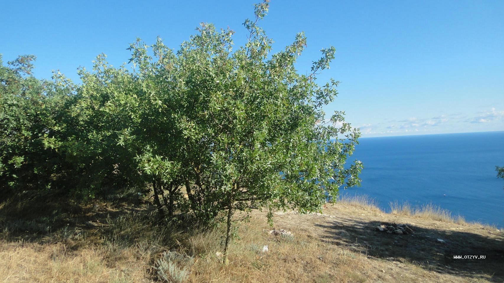 Растения Крыма фисташка туполистная