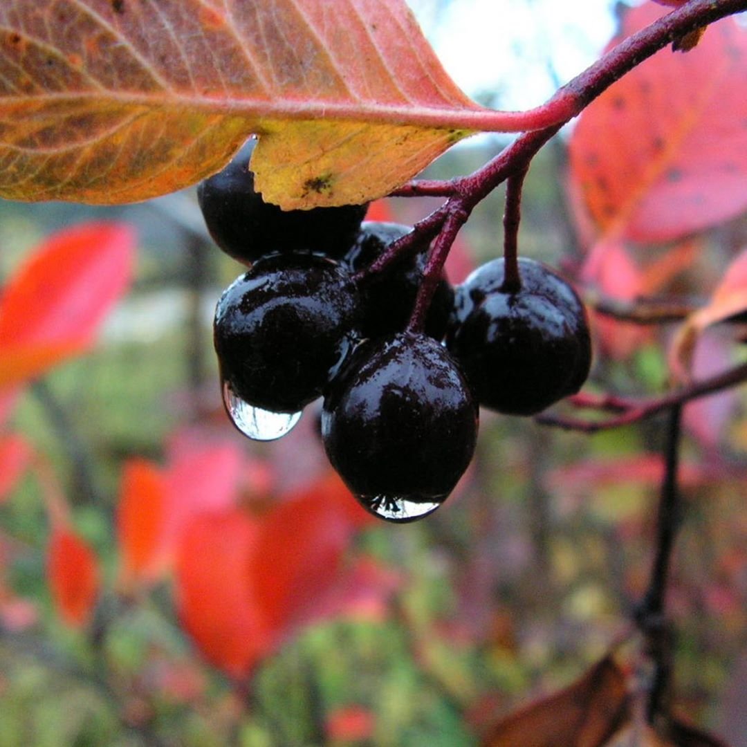 Маленькие черные ягоды. Арония черноплодная дерево. Черноплодная рябина арония. Арония рябина черноплодная куст. Черноплодная рябина арония кустарник.