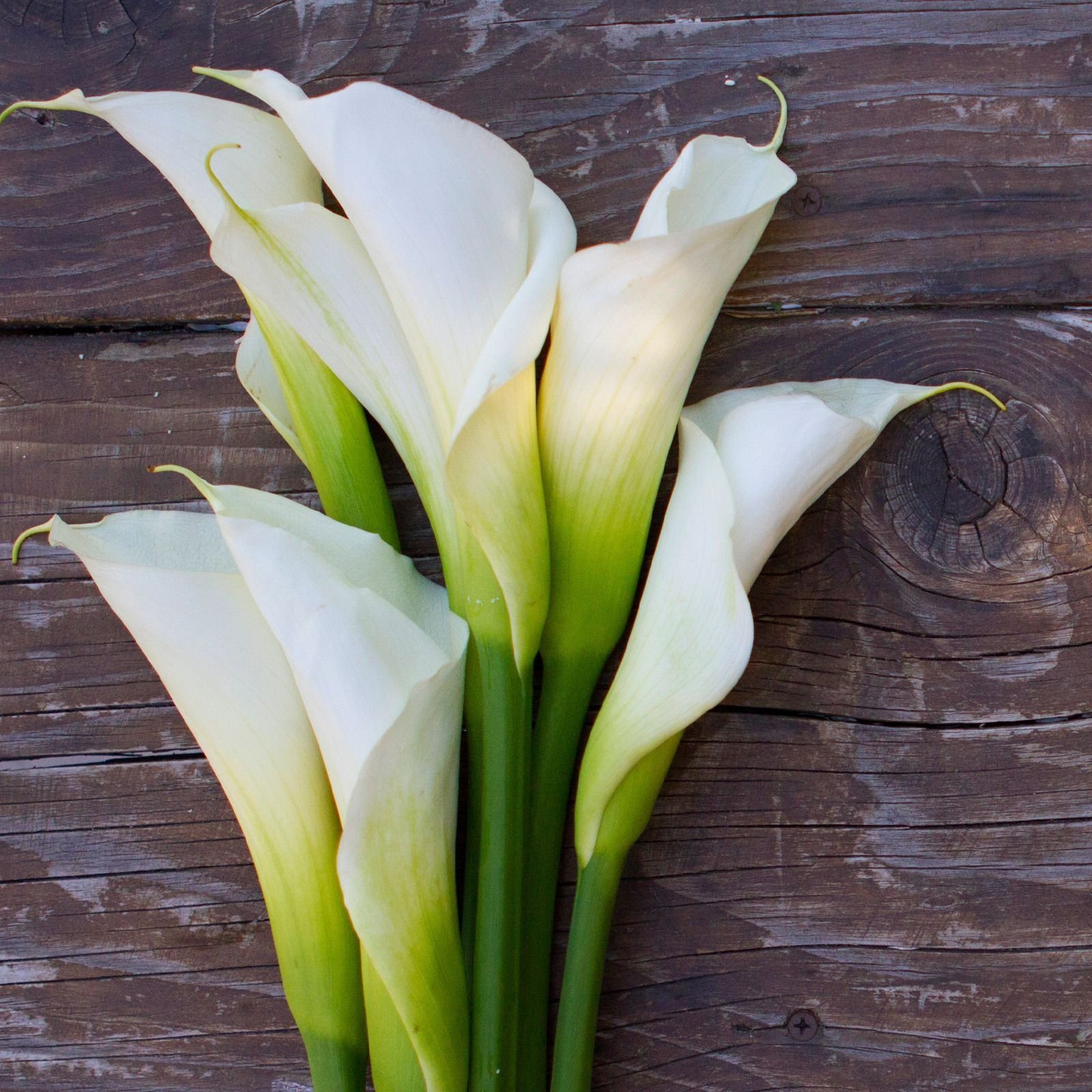 Картинки цветов каллы. Цветы - белокрыльник (White Calla Lily). Калла Вайт идеал. Калла Аваланж. Калла Саншайн.