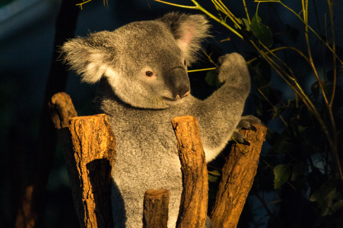 Мокрая коала фото, коала фото животного