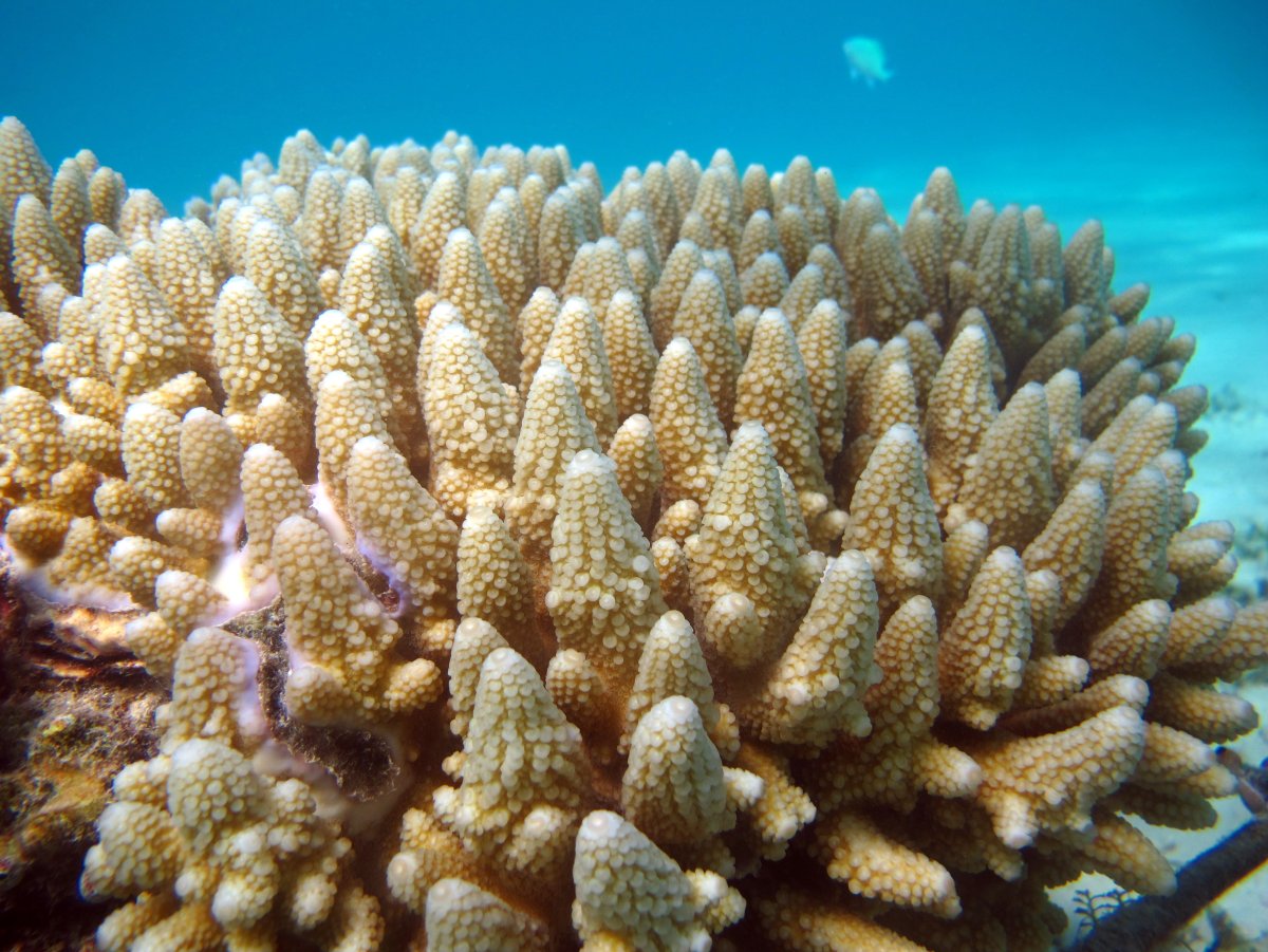 Мадрепоровый коралл Acropora