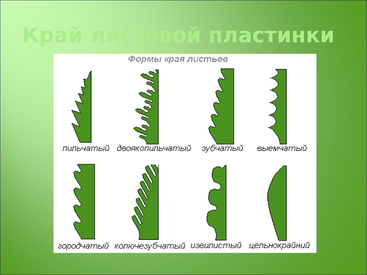 Край листовой пластинки