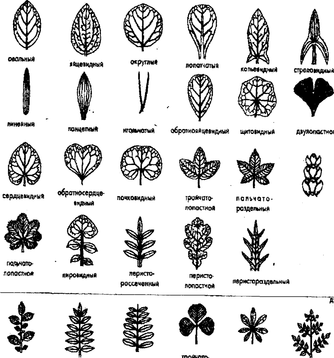 Форма листа типы. Типы расчленения листовой пластинки простого листа. Типы расчлененности листовых пластинок. Форма расчленения листовой пластинки. Типы расчленения листовой пластины.