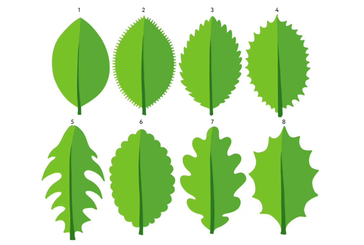 Лист с цельной листовой пластинкой. Выемчатый лист. Пильчатый лист. Формы листьев. Форма края листовой пластинки.