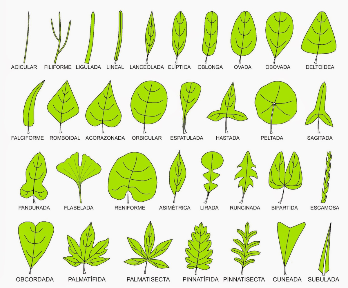 Plantas astringentes para la diarrea