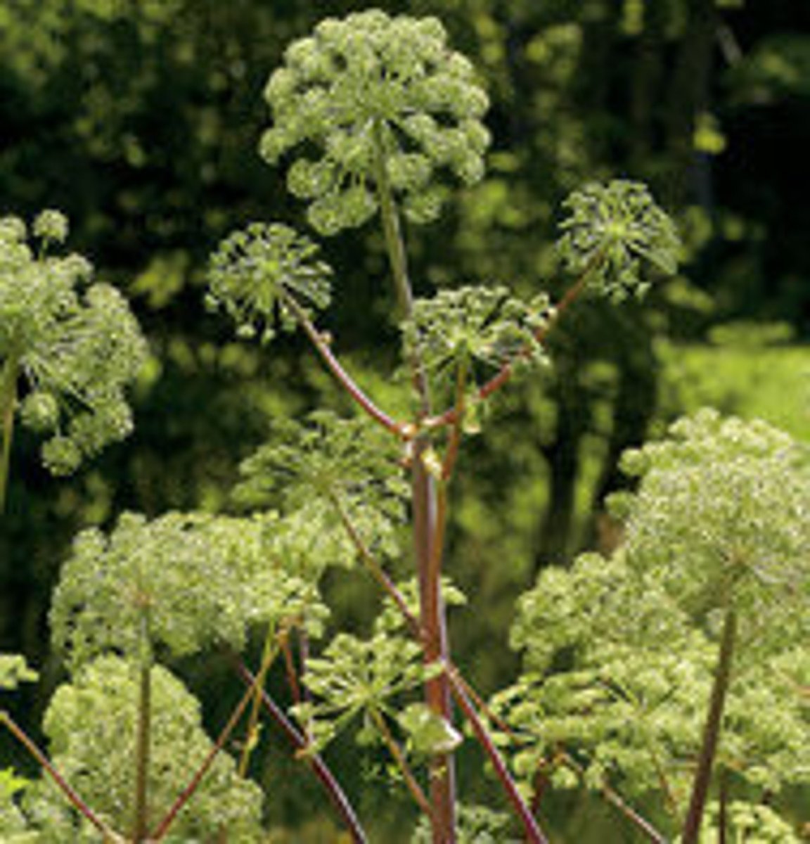 Angelica archangelica Seed