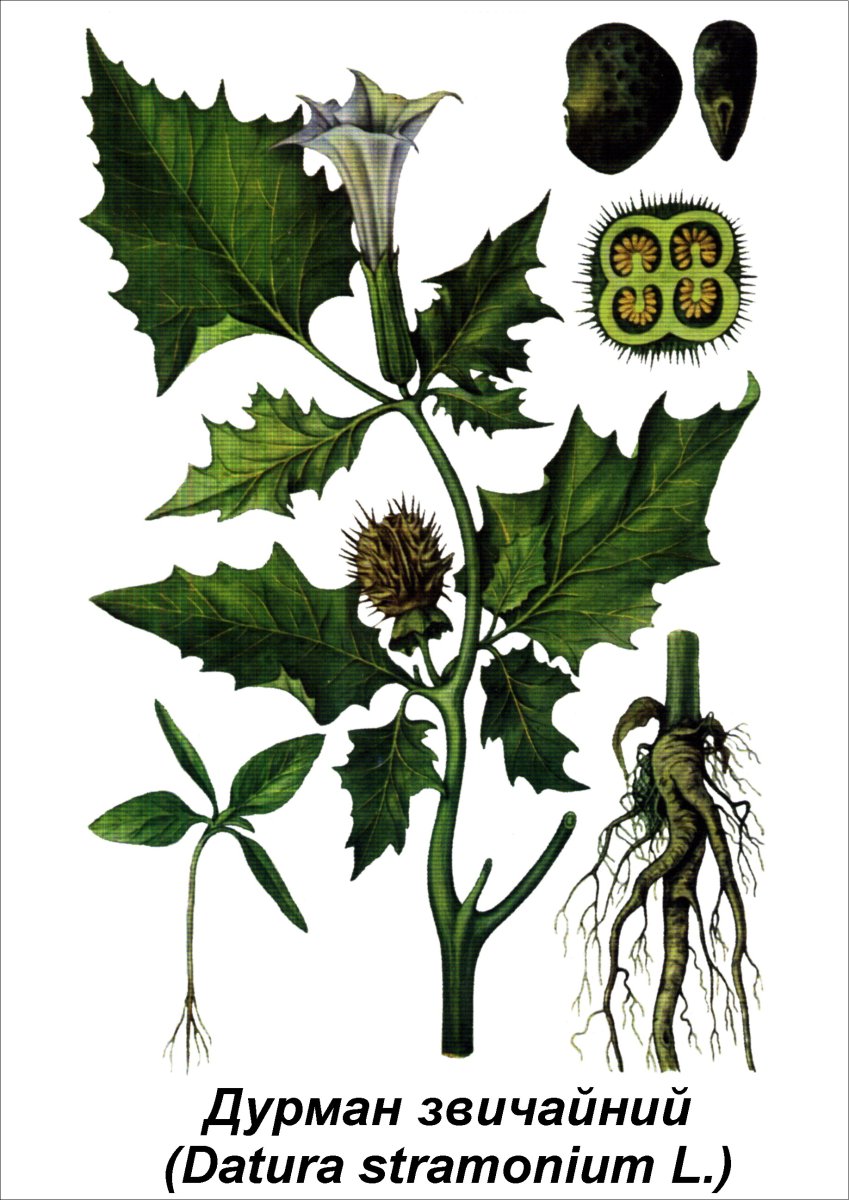 Дурман обыкновенный картинки