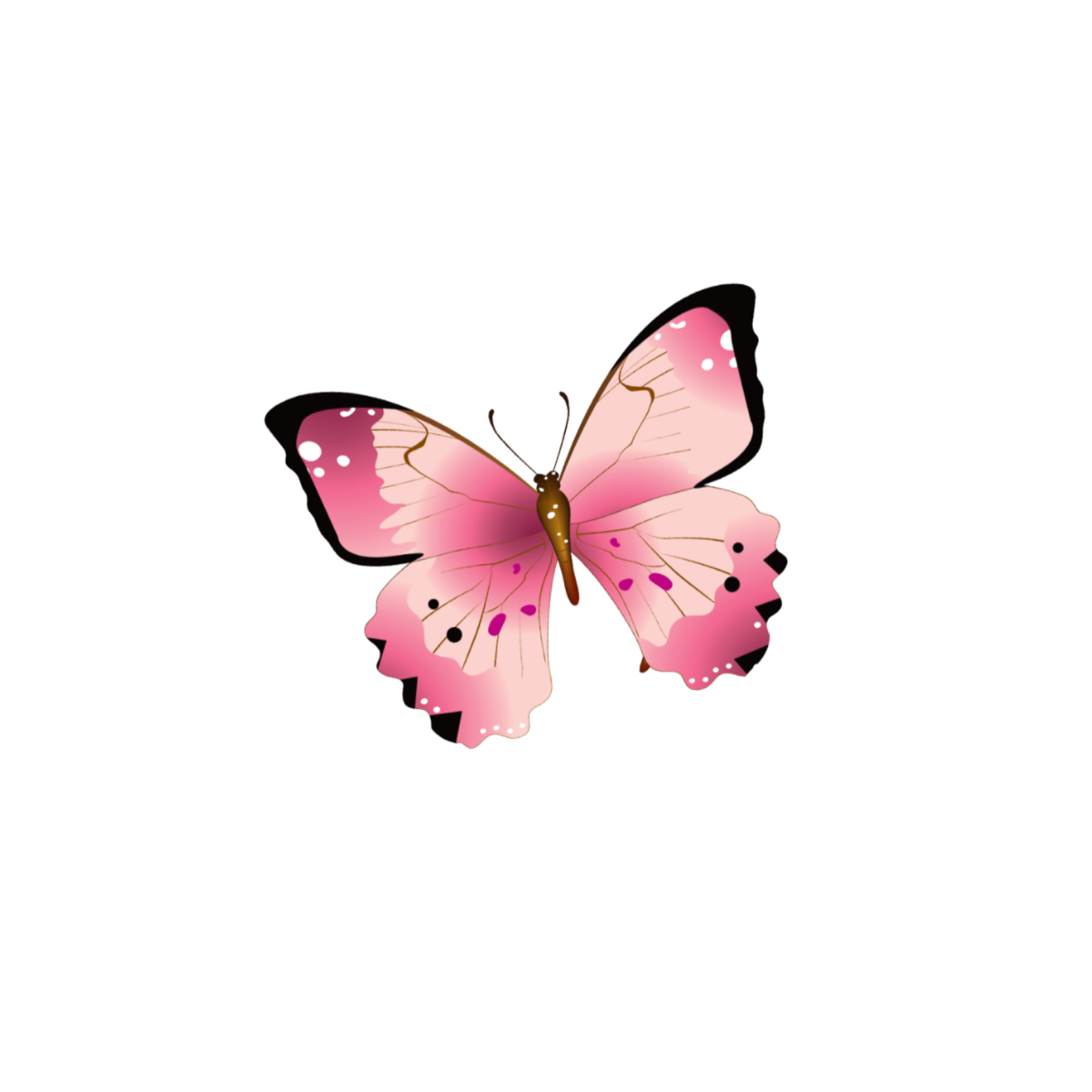 Розовые бабочки. Бабочки на белом фоне. Бабочки бело розовые. Розовые бабочки на белом фоне. Белая розовая бабочка