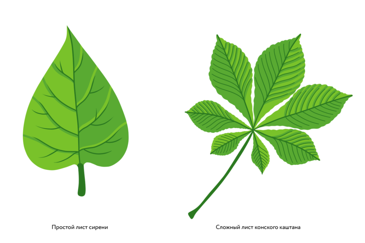 Каштан конский жилкование листа. Жилкование листа каштана. Строение листа каштана. Жилкование листьев каштана.