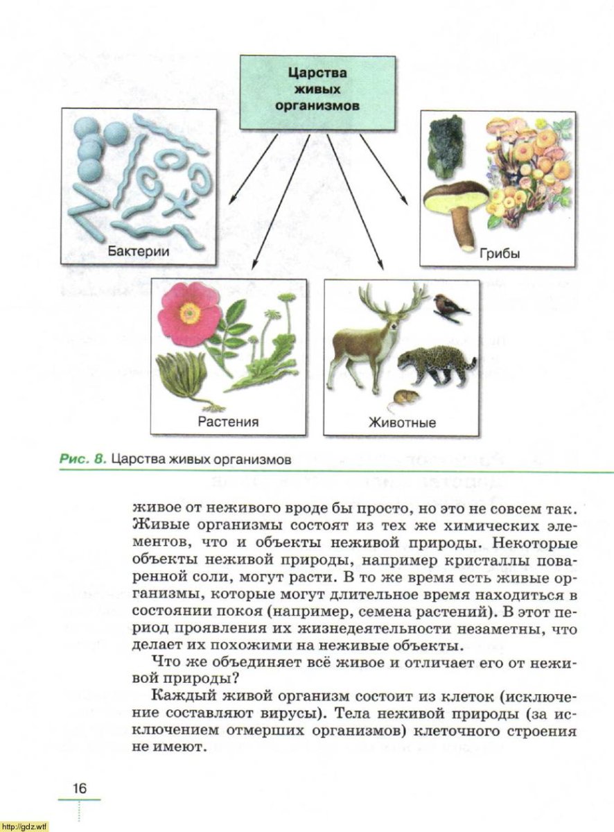 Биология 5 класс бактерии грибы растения