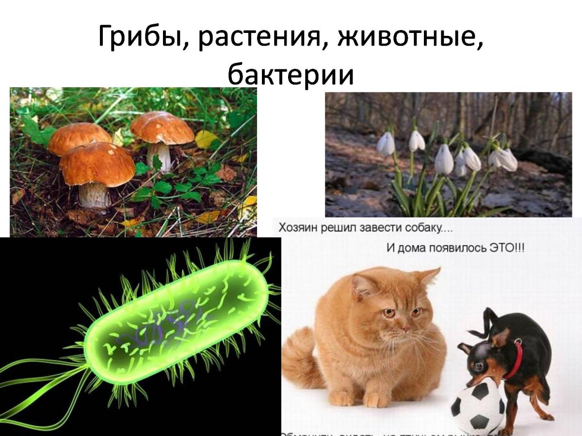 Бактерии грибы растения животные