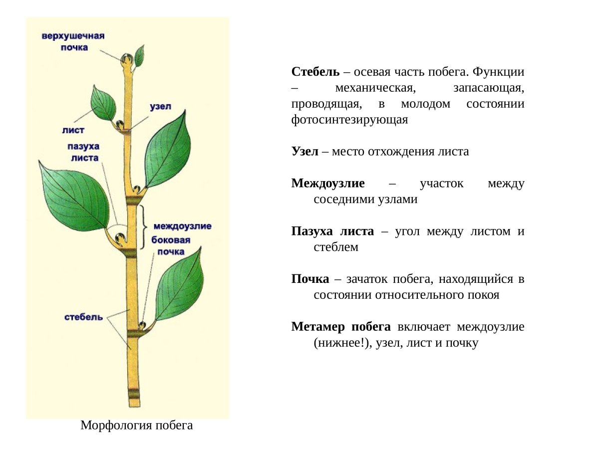 Междоузлие у растений фото