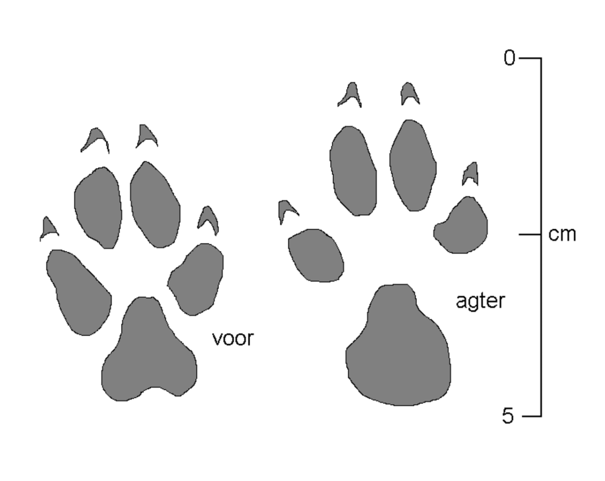 Следы волка для детей. Лапа гиены отпечаток. След гиены. След волка. Отпечаток лапы волка.