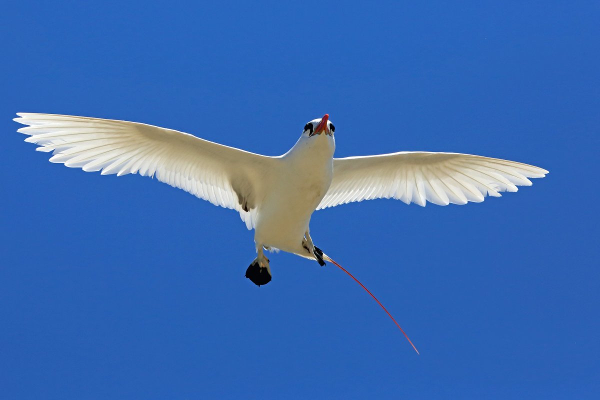 Red tailed Tropicbird