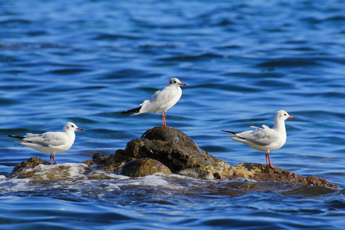 Птицы морские фото с названиями крыма