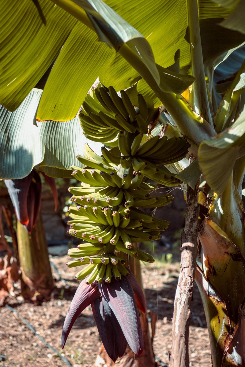 Банановая пальма в домашних условиях