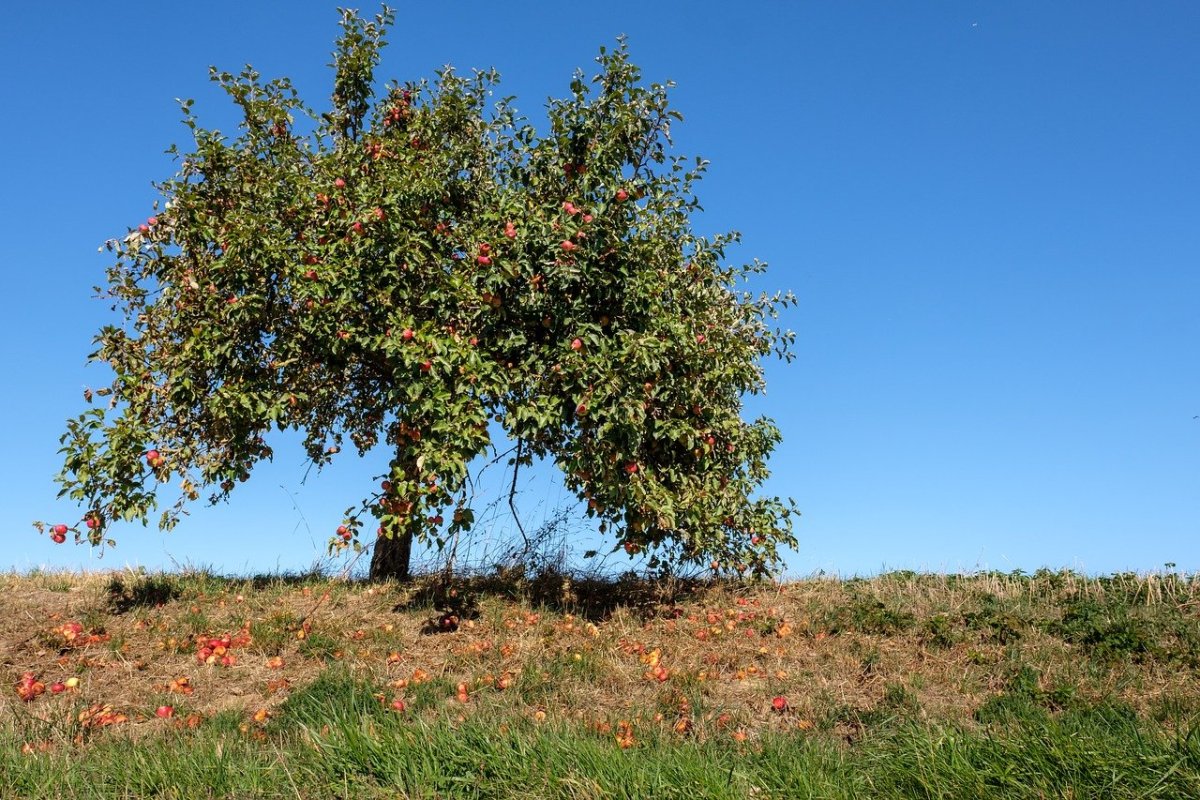 Яблоня дерево с плодами