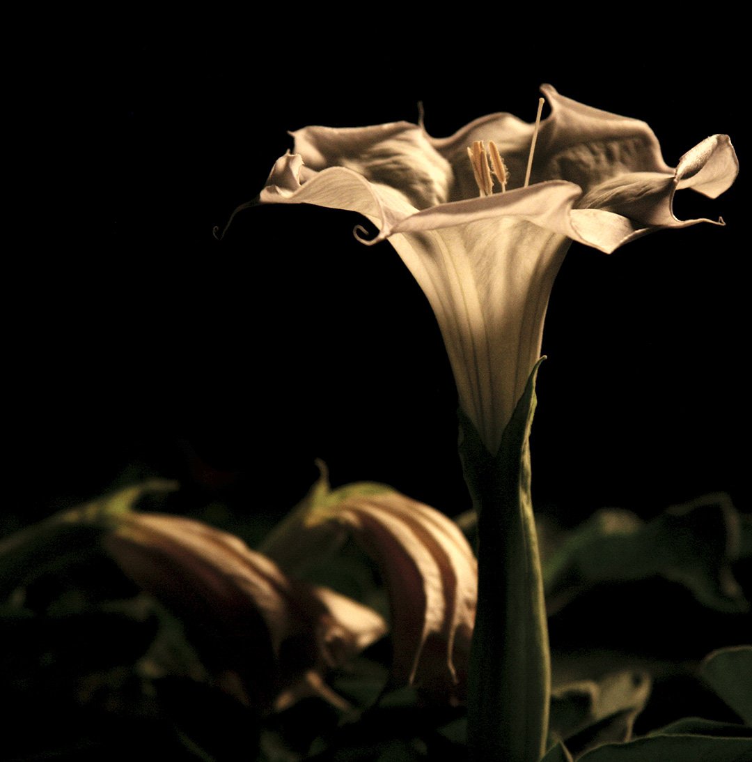 Ночной дурман цветок