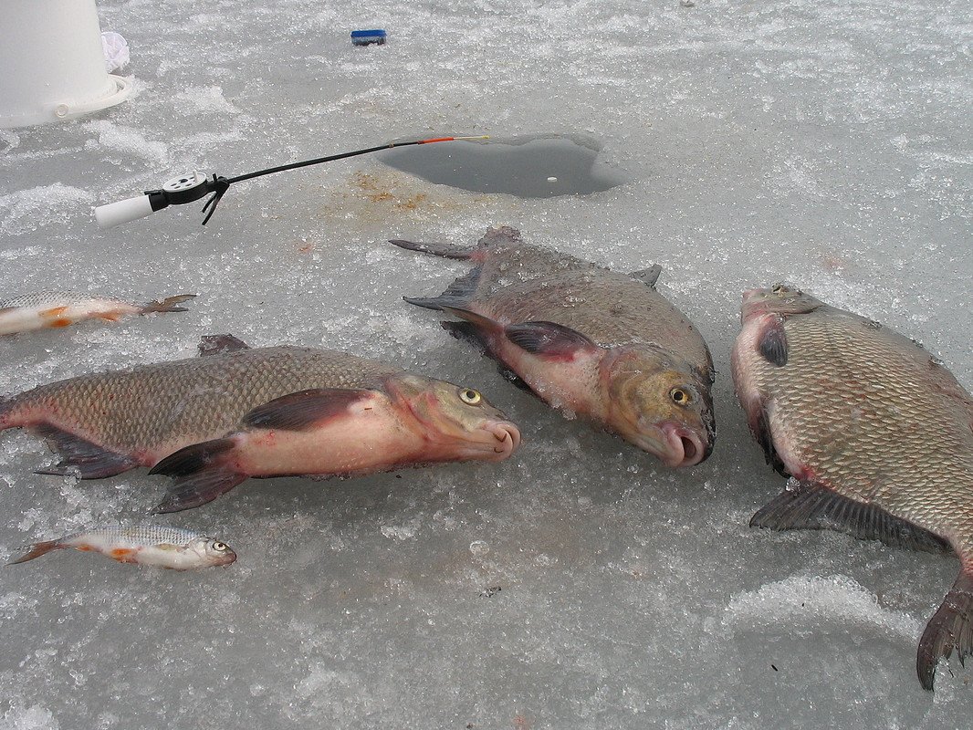 Зимняя рыбалка на леща