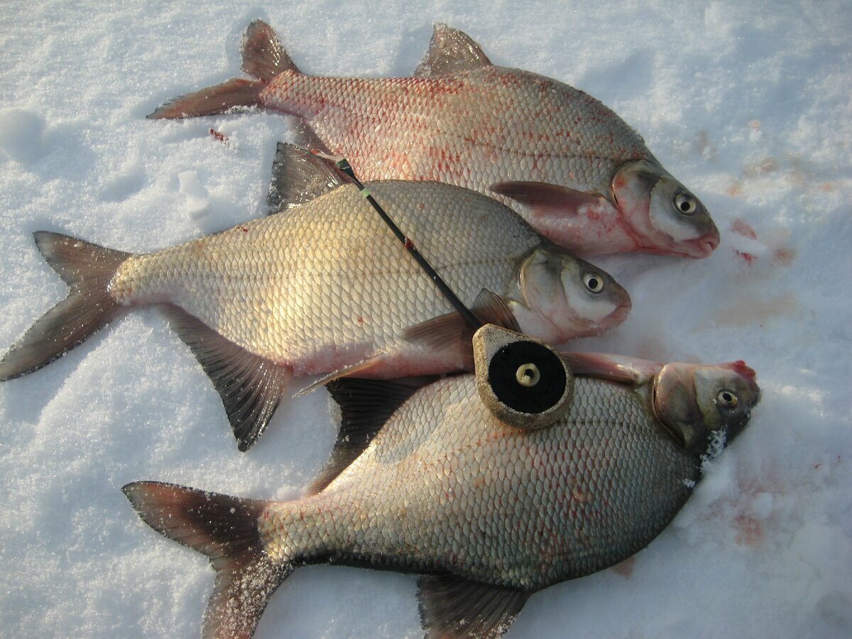 Ловля рыбы на черта зимой видео | Информация о зимней рыбалке