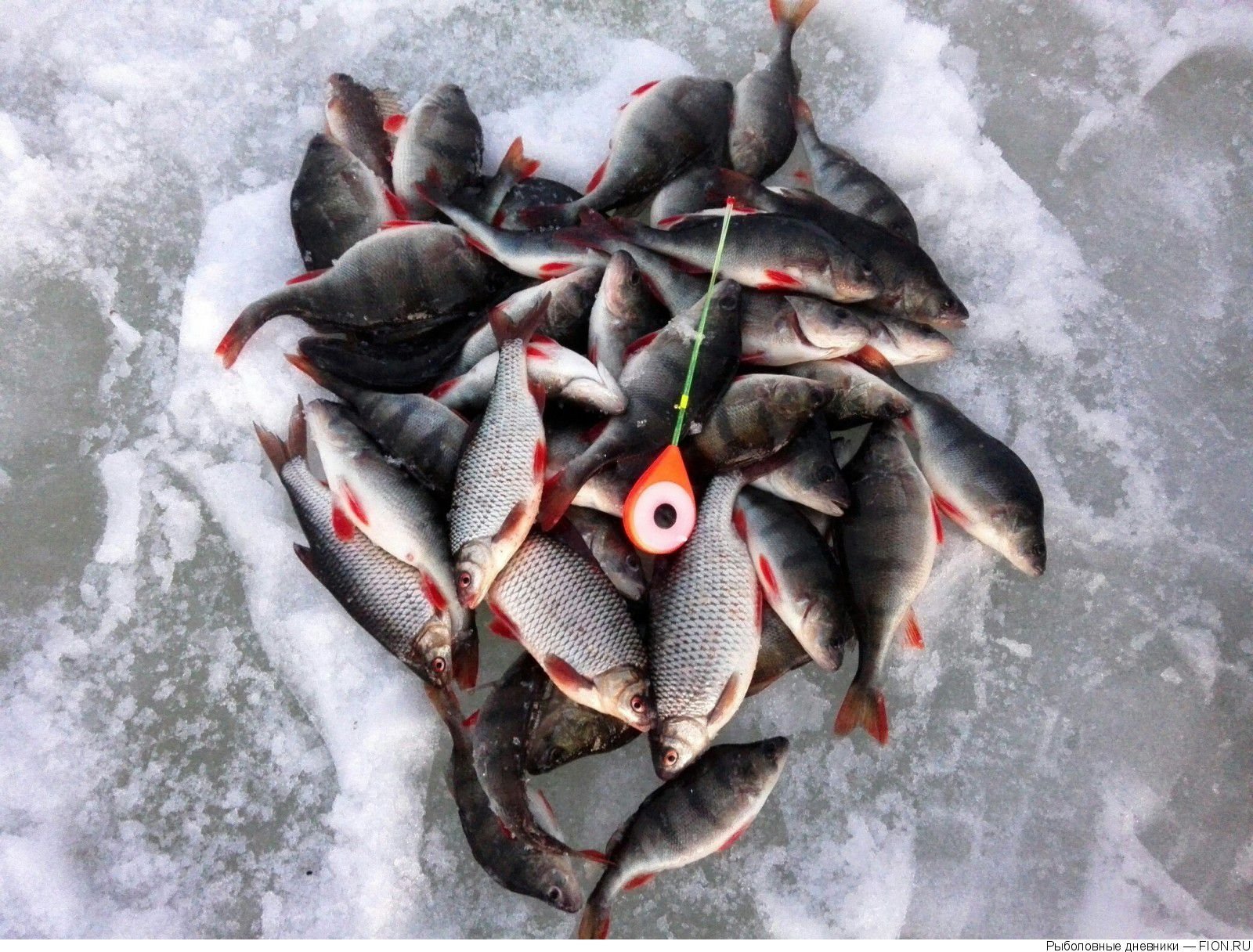 Отчеты о рыбалке на озерах. Зимняя рыбалка. Зимняя рыбалка на плотву. Рыбалка на карася зимой. Зимний улов рыбы.