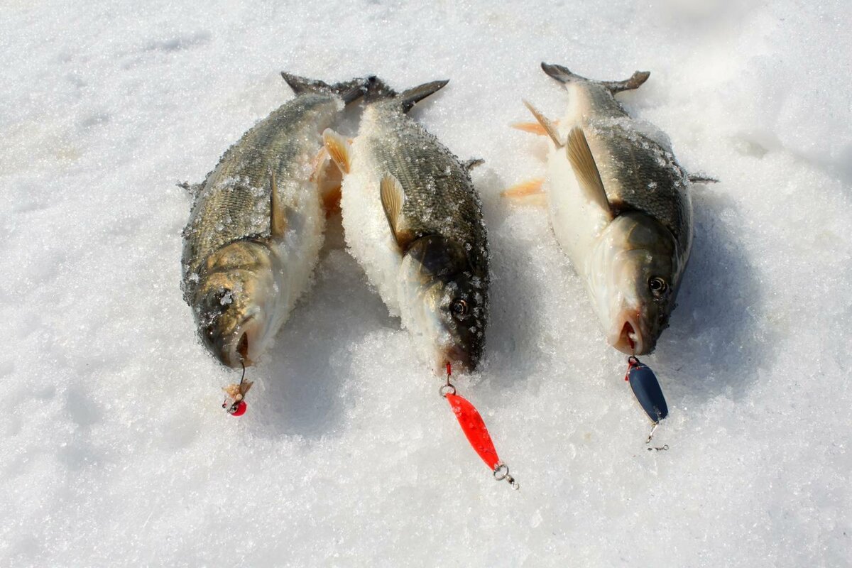 Лов зимой. Зимняя рыбалка на Имандре. Оснастка на гольца. Зимние снасти для рыбалки на гольца. Ловля гольца зимой.